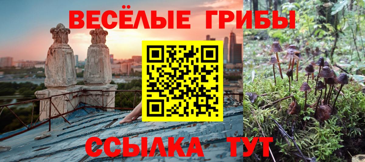 Галлюциногенные грибы Psilocybe Балашиха